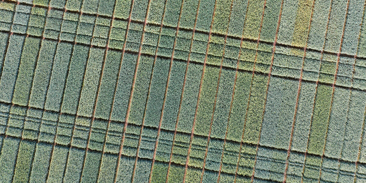 Flygfoto över ett fältförsök med grödor, där rektangulära odlingsrutor i olika gröna nyanser ligger i parallella rader. Smala bruna linjer och spår mellan rutorna markerar gångar eller körstråk i försöksfältet.