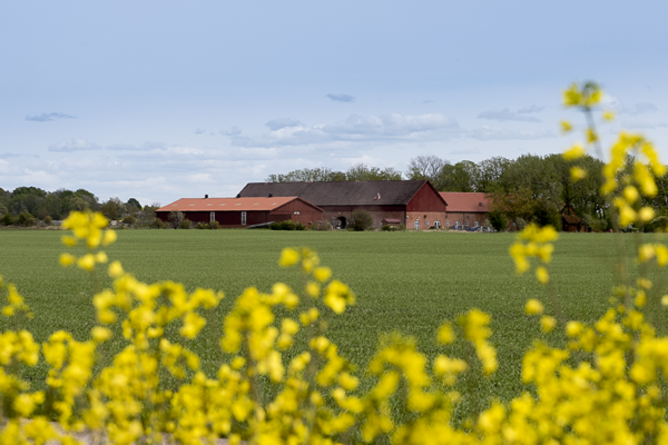 Röd bondgård med flera sammanbyggda längor ligger stilla i fjärran, bakom en stor grön åker. I förgrunden ramar suddiga gula blomklasar in motivet, under en ljusblå himmel med tunna moln.