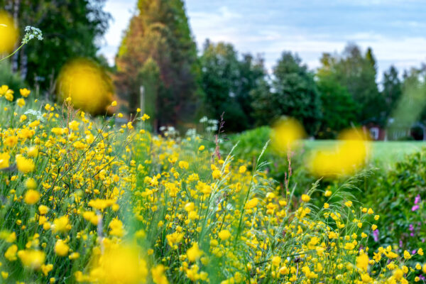 Gula smörblommor och gräs vajjar i en sommaräng i förgrunden, med några suddiga blomfläckar nära kameran. I bakgrunden syns gröna träd, en ljus gräsyta och himmel med tunna moln.