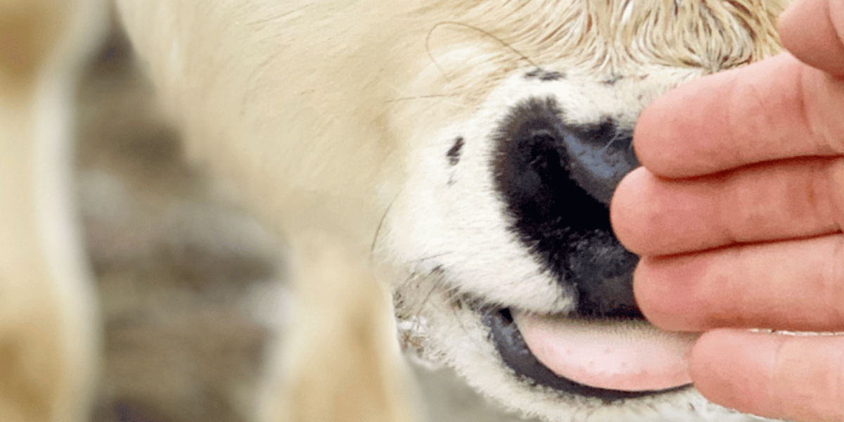 En hand i en orange fleecetröja matar en vit fjällko, som slickar handen med tungan. Närbild på kons mule och mun, med suddigt stall- eller gårdsunderlag i bakgrunden.