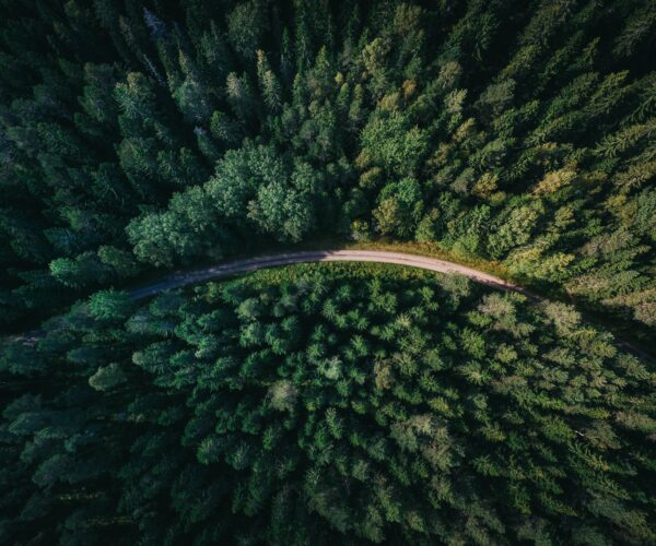 Flygfoto över tät granskog med en slingrande väg som skär genom landskapet.