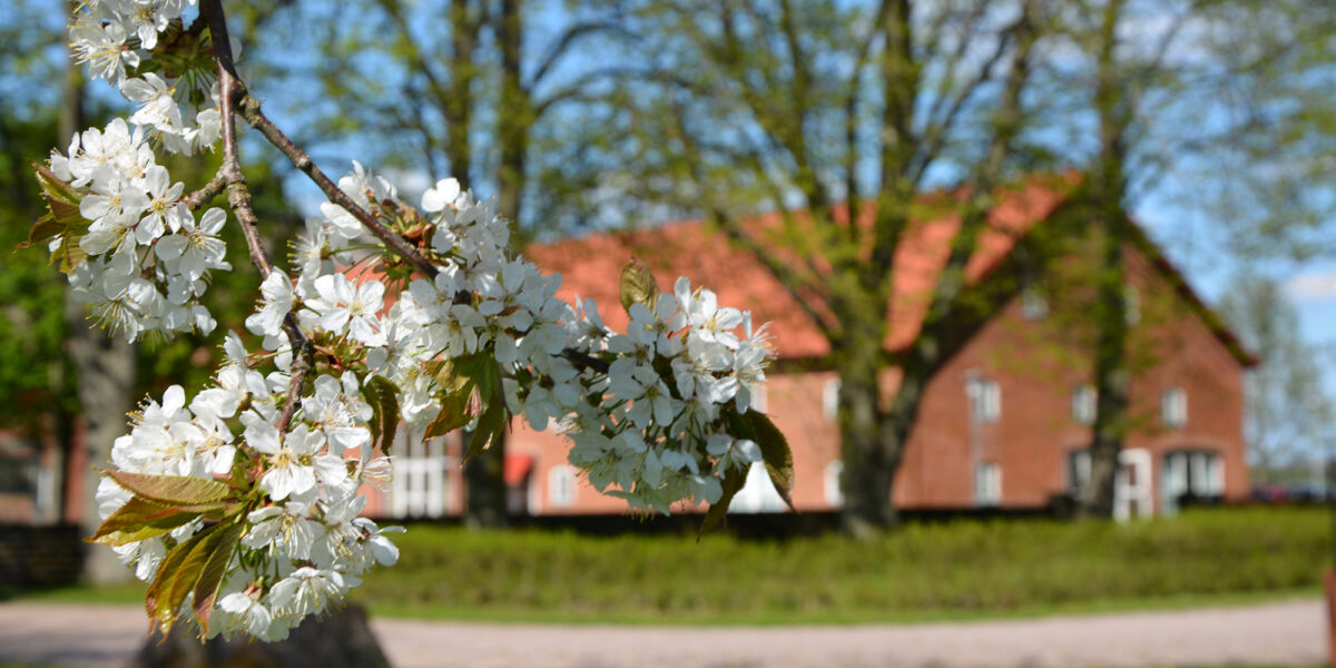 Gren med vita körsbärsblommor sträcker sig in i förgrunden, solbelyst och skarpt i fokus. I bakgrunden syns suddiga gröna träd och en röd tegelbyggnad med tegeltak på en vårdag.