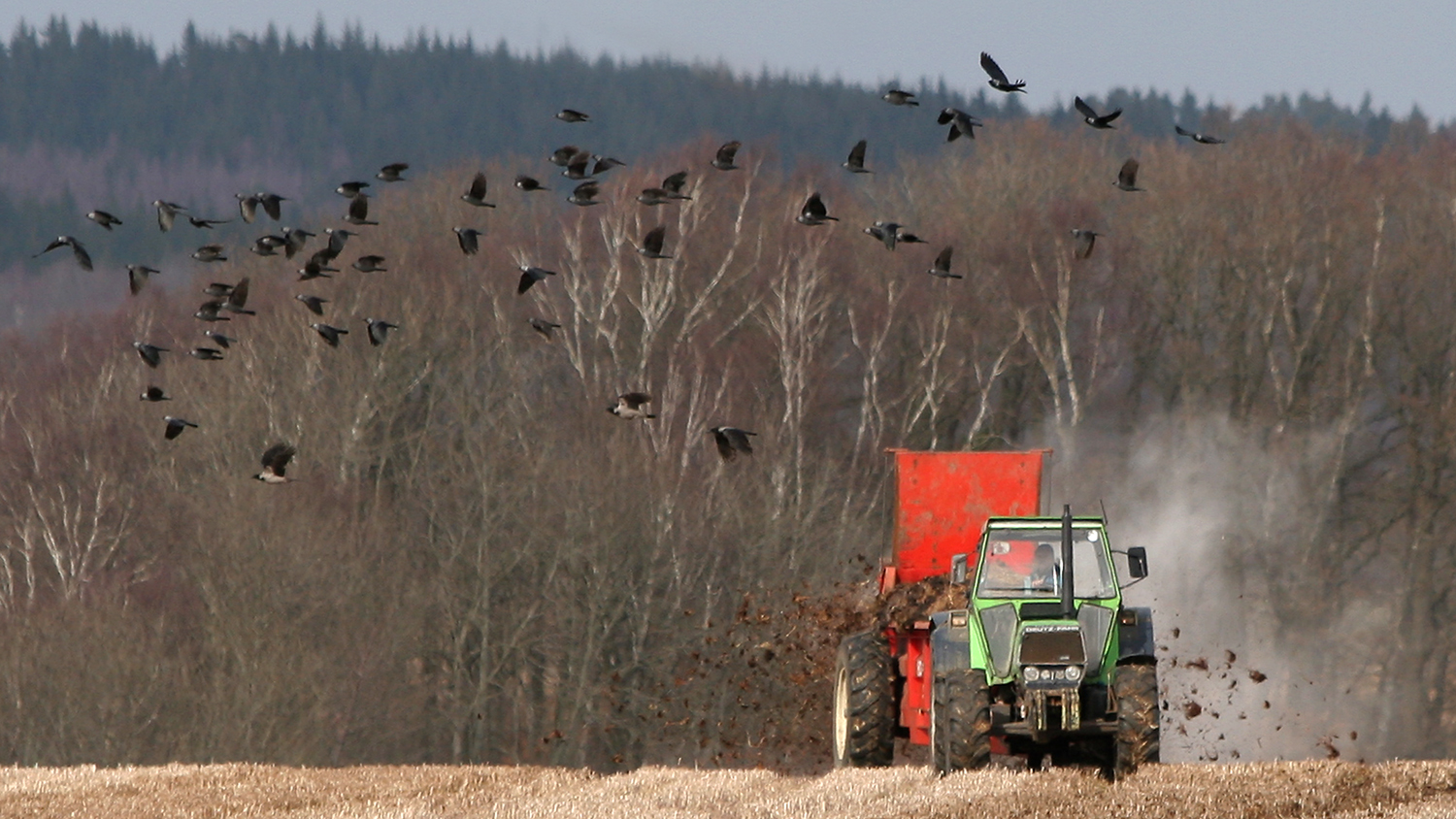 Grön traktor kör över ett fält och sprider gödsel från en röd spridare, med jord och damm som yr bakom. En flock mörka fåglar flyger ovanför, med en skog av kala träd i bakgrunden.