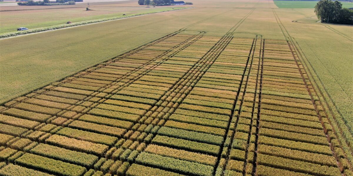 Flygfoto över ett stort jordbruksfält där grödan är uppdelad i många rektangulära försöksrutor i olika nyanser av grönt och gult, med körspår mellan rutorna och öppna åkrar samt träd i bakgrunden.