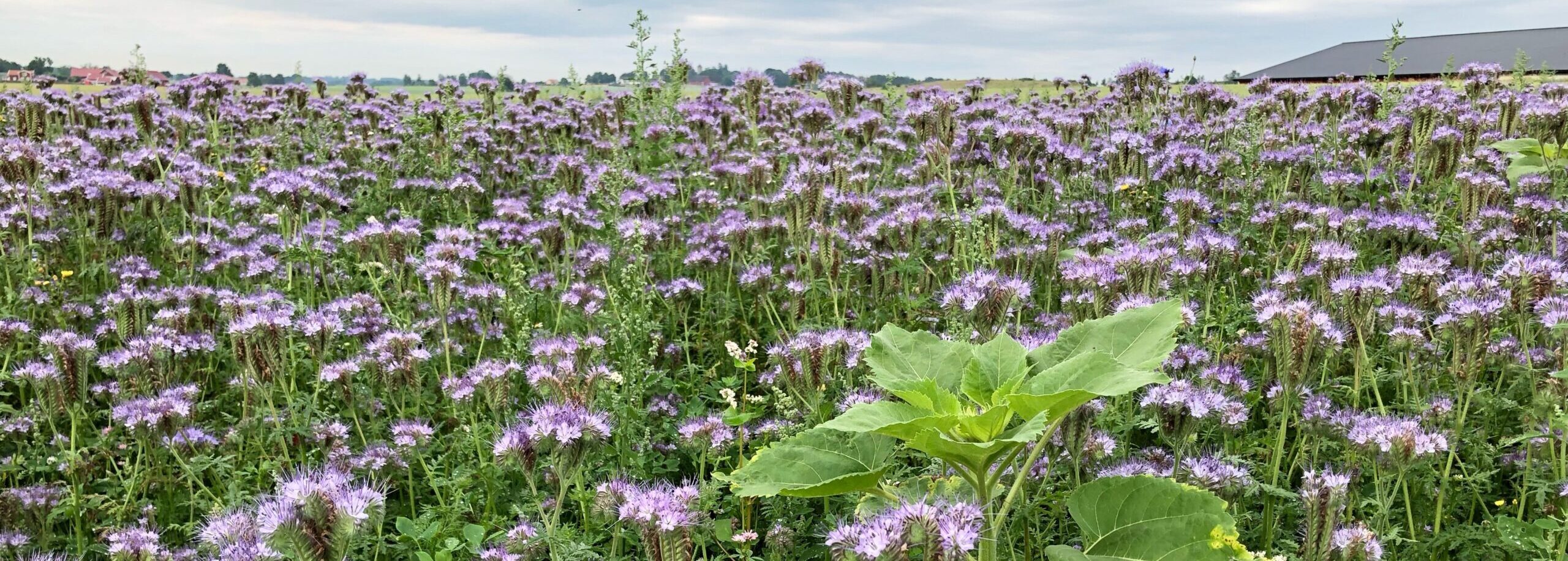 Hela Sverige blommar – Östergötland