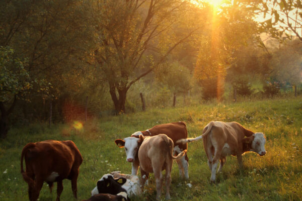 Kor som betar i en hage, solnedgång
