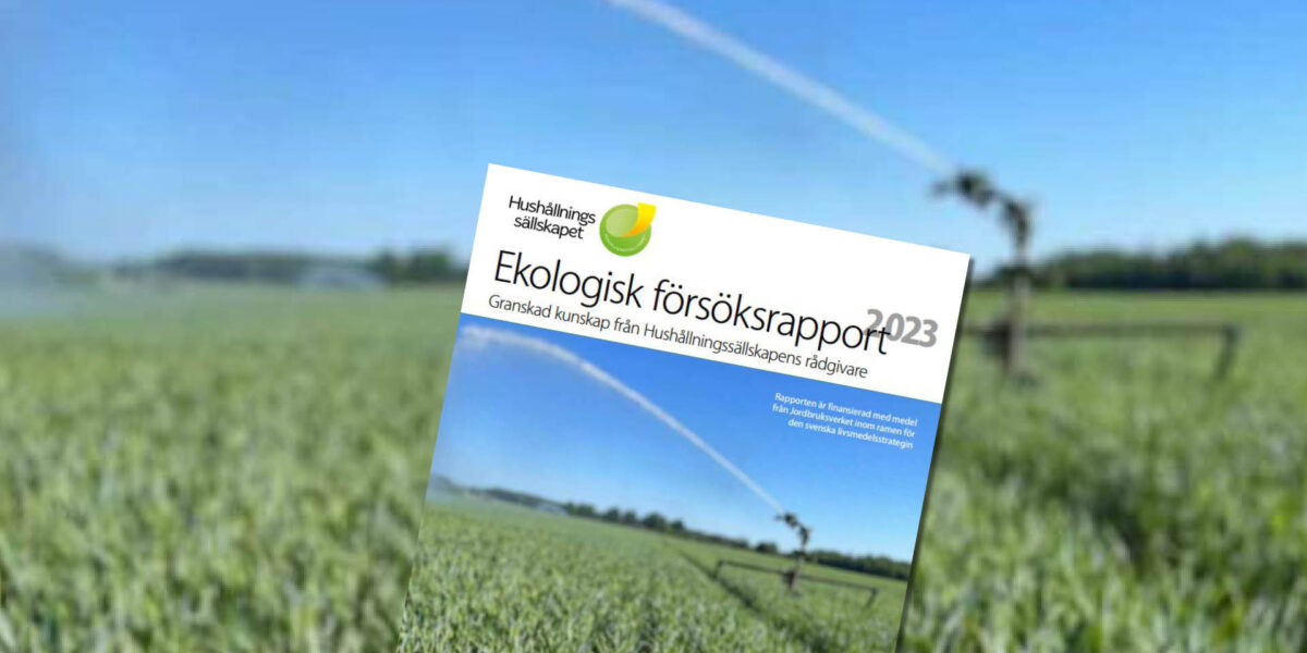 Omslaget till rapporten från Hushållningssällskapet visas lutat framför en suddig åker med bevattningsspridare. Text: ”Ekologisk försöksrapport 2023” och ”Granskad kunskap från Hushållningssällskapens rådgivare”.