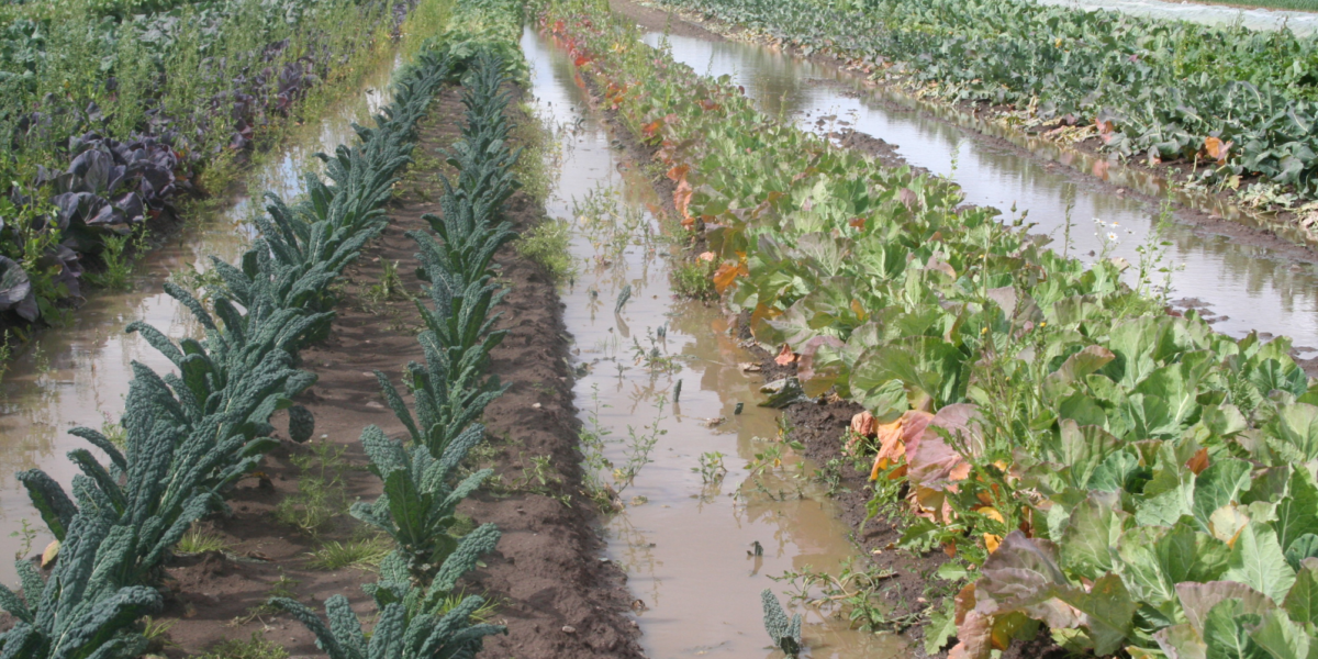 Grönsaksodling med långa rader av kålväxter står i blöt jord, medan vatten samlas i fåror och bildar pölar mellan bäddarna. Visar översvämning efter kraftigt regn som hotar skörden.