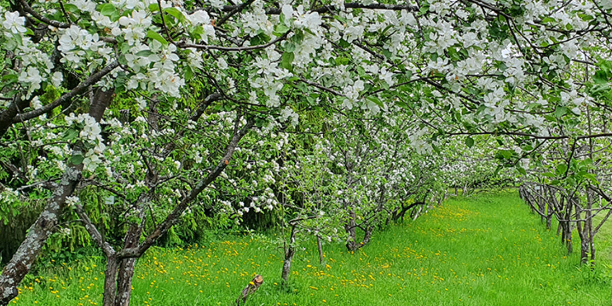 Blommande fruktträd står i rader och bildar en grön allé, med vita blommor som täcker grenarna. En smal grässtig leder in i trädgården, omgiven av frodigt lövverk och gula blommor i gräset.