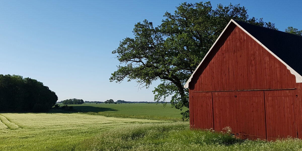 Röd trä lada med svarta takplåtar står vid kanten av en grön åker. En stor, lövrik ek breder ut sig bakom byggnaden, medan öppna fält och trädlinje sträcker sig mot horisonten under klarblå himmel.