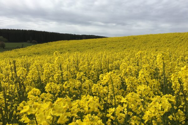Rapsfält med täta gula blommor breder ut sig över en sluttning och fyller förgrunden. Fältet sträcker sig mot en mörk skogsridå i bakgrunden under en grå, molnig himmel.