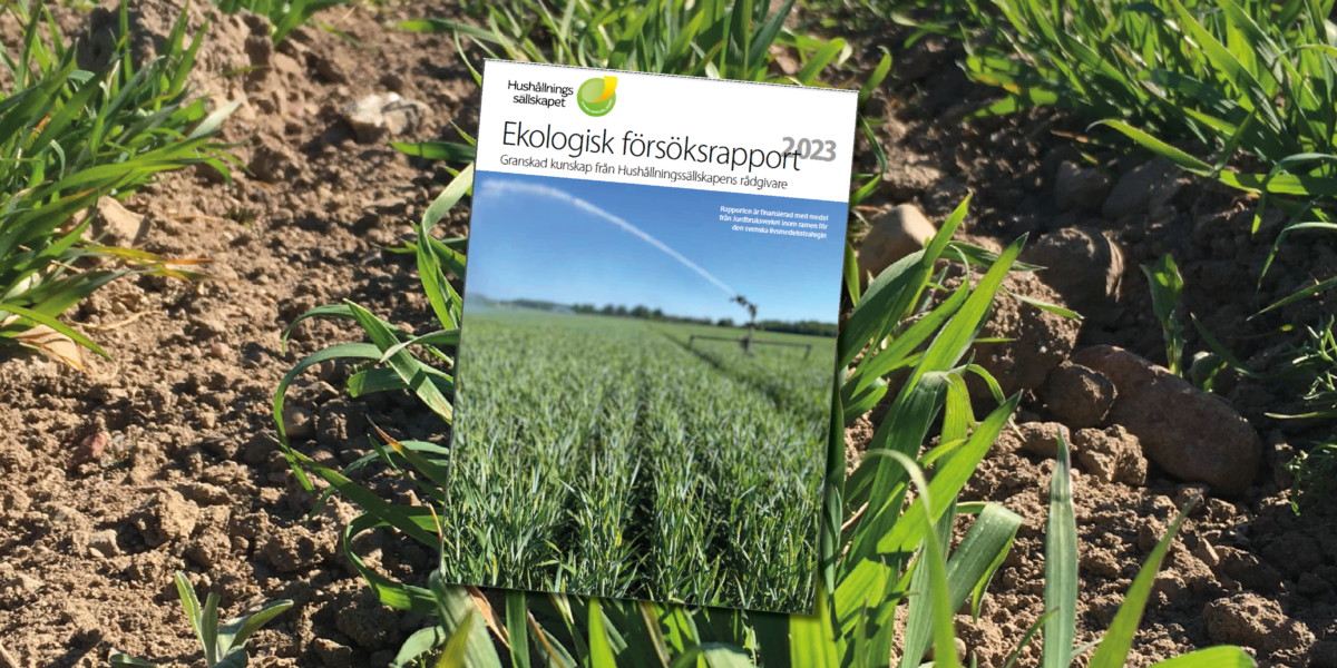Omslaget till rapporten ”Ekologisk försöksrapport 2023” från Hushållningssällskapet ligger ovanpå en jordbruksåker med gröna plantor; på omslaget syns en bevattningsspridare över ett fält och texten ”Granskad kunskap från Hushållningssällskapens rådgivare”.