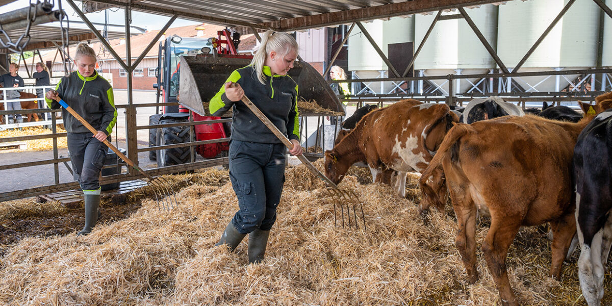 Två elever i arbetskläder krattar och sprider halm i en ladugård, medan flera kalvar står och äter bredvid. En röd traktor med frontlastare syns i bakgrunden under ett plåttak.
