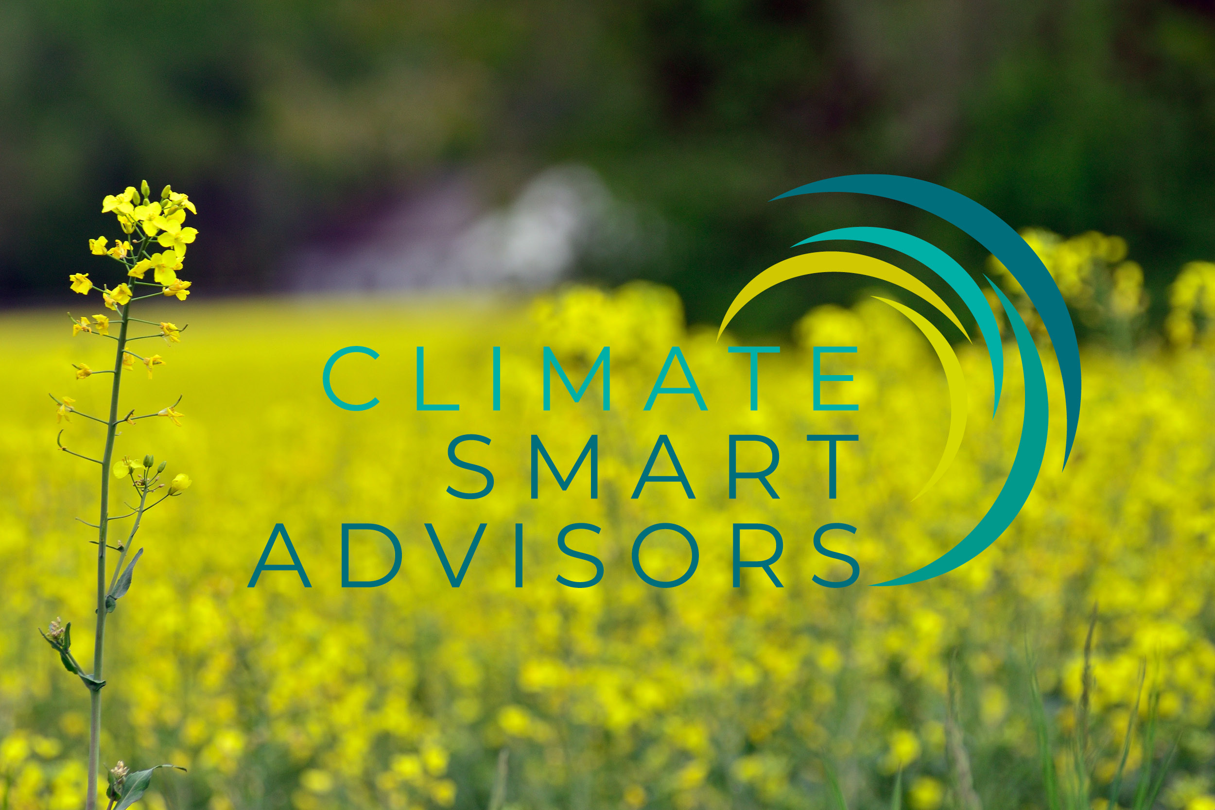 Gul blommande rapsplanta står i förgrunden framför ett suddigt rapsfält och grön bakgrund. Över bilden ligger logotyp och texten “CLIMATE SMART ADVISORS” med blå och gröna bågformer.