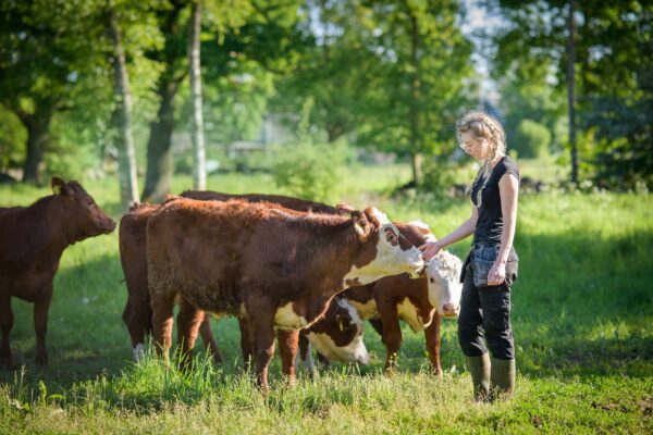 Kvinna i arbetskläder står i en solig hage och klappar en brunvit ko på mulen medan flera kor samlas runt henne; grönt gräs och träd i bakgrunden skapar en lugn lantlig miljö.