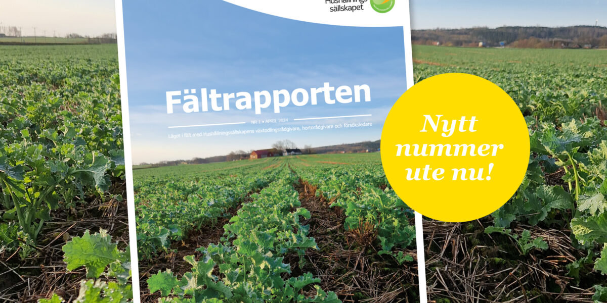 Omslag till tidningen ”Fältrapporten” från Hushållningssällskapet visas lutat över ett grönt odlingsfält. Text: ”Fältrapporten”, ”NR 1 • APRIL 2024” och gul cirkel med ”Nytt nummer ute nu!”.