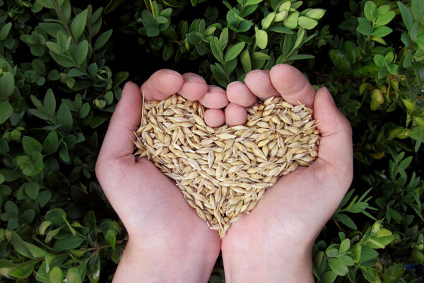 Två kupade händer håller ett hjärtformat arrangemang av ljusa spannmålskorn. Bilden är tagen ovanifrån och hjärtat vilar mot en bakgrund av täta gröna blad, som ger en natur- och odlingskänsla.