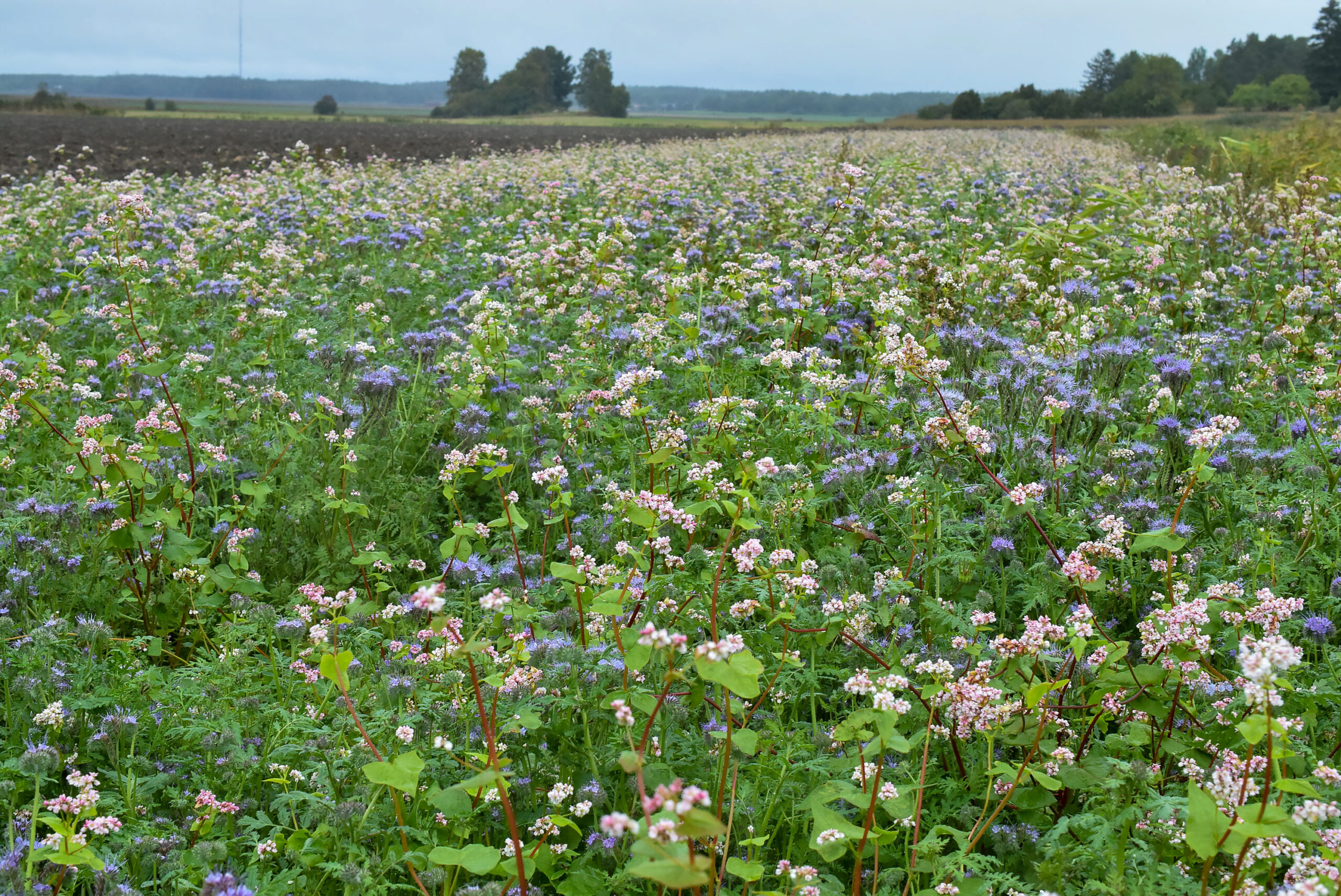 Blommande gröngödslingsfält med täta rosa och vita blommor samt blåvioletta inslag breder ut sig över åkern. I bakgrunden syns mörk jord, träd vid horisonten och en molnig himmel över ett öppet landskap.