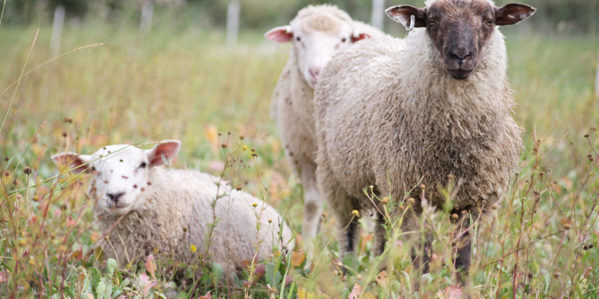 Tre får står i en äng med högt gräs och små blommor; ett mörkansiktat får tittar mot kameran medan två ljusare får, varav ett ligger ner, vilar bakom i lantlig miljö.