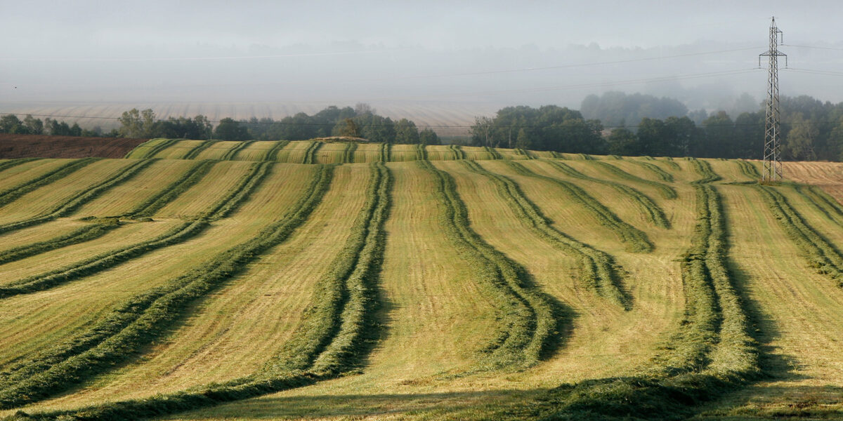 Nyslaget vallfält breder ut sig i böljande ränder av ljusgrönt och mörkare gräsklippta stråk, som följer kullarnas form. I bakgrunden syns träd, dimmig horisont och en ensam kraftledningsstolpe.