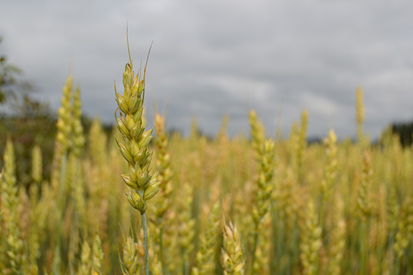Närbild på ett vetestrå som står upp i förgrunden, med fler gyllengula ax utspridda över en åker. Växterna vajar lätt och bakgrunden är suddig, med gråmulen himmel som ger dämpat ljus.