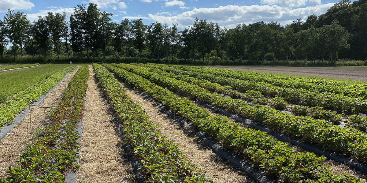 Långa rader med jordgubbsplantor växer i odlingsbäddar täckta med svart plast, med halmgångar mellan raderna. Fältet sträcker sig mot en trädridå under blå himmel med spridda moln.