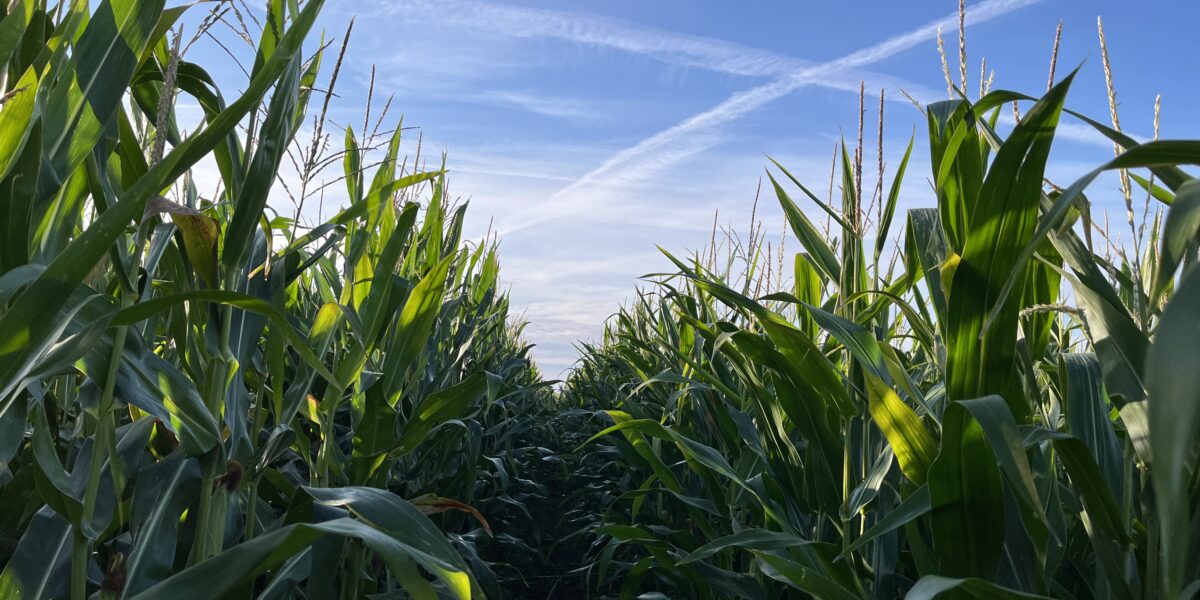 Höga gröna majsplantor växer tätt på båda sidor om en smal stig som leder rakt fram genom fältet. Över plantornas vippor syns blå himmel med korsande vita flygstrimmor.