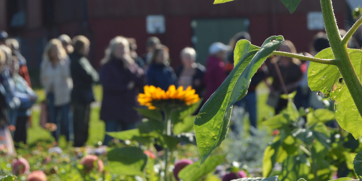 Solrosor och gröna stjälkar i förgrunden ramar in en grupp människor som står och samtalar i bakgrunden. Scenen utspelar sig i en blomstrande trädgård på en solig dag, med en röd byggnad bakom folkmassan.