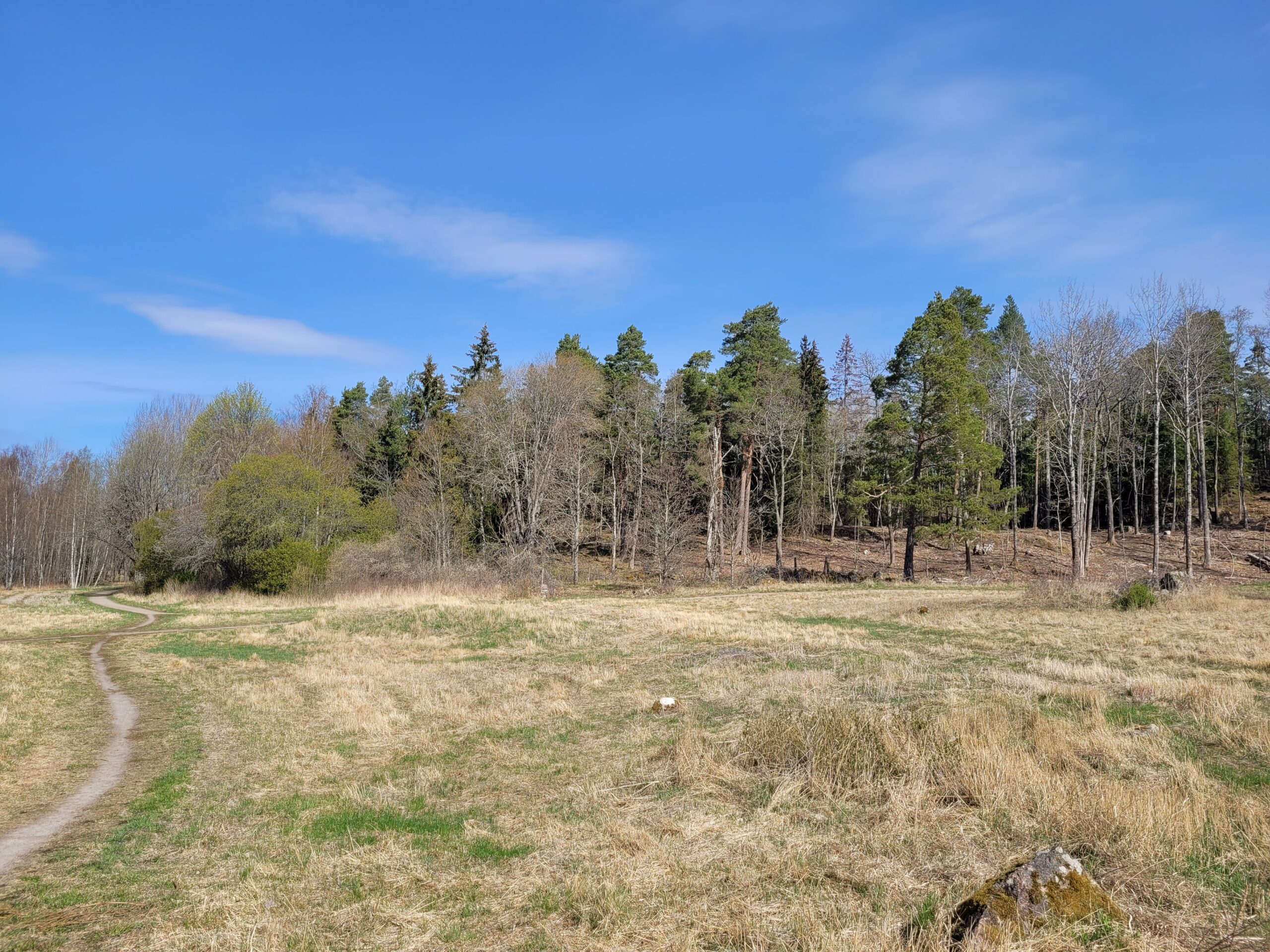 Smalt grusspår slingrar sig genom en torr, gulbrun äng och leder mot en skogsdunge. Bakom ängen står blandade barr- och lövträd under klarblå himmel med tunna, ljusa moln.