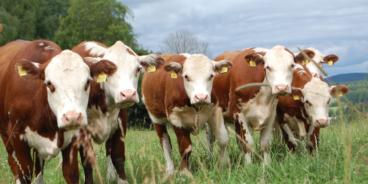 En grupp brunvita kor med gula öronmärken står tätt tillsammans och tittar mot kameran. De befinner sig på en grön äng med högt gräs, träd i bakgrunden och molnig himmel.