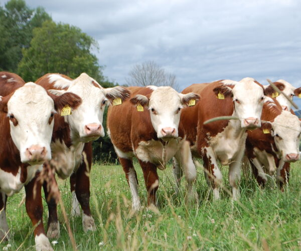 En grupp brunvita kor med gula öronmärken står tätt tillsammans och tittar mot kameran. De befinner sig på en grön äng med högt gräs, träd i bakgrunden och molnig himmel.