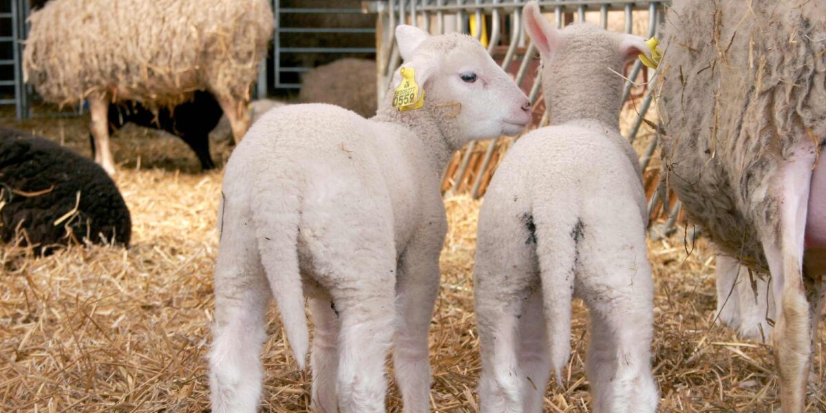 Två vita lamm med gula öronbrickor står på halm i en fårhage och nosar mot en vuxen tacka vid en foderhäck. I bakgrunden syns fler får och metallgrindar i ett stall.