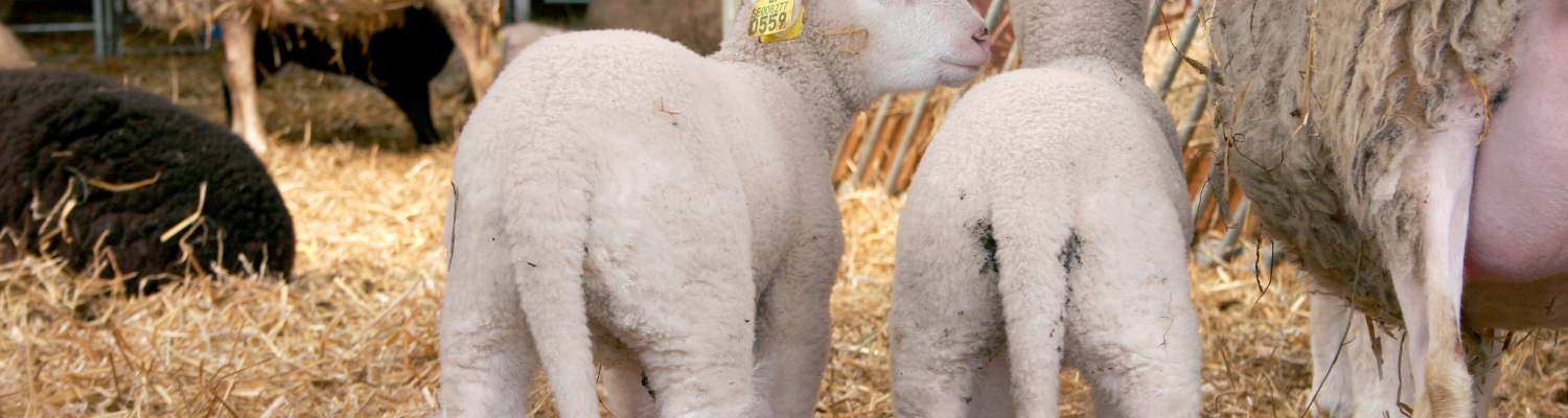Två vita lamm står i en halmbädd och tittar åt höger, med gul öronbricka på det ena. Till höger syns en tackas juver och ben, och i bakgrunden skymtar fler får i stallet.