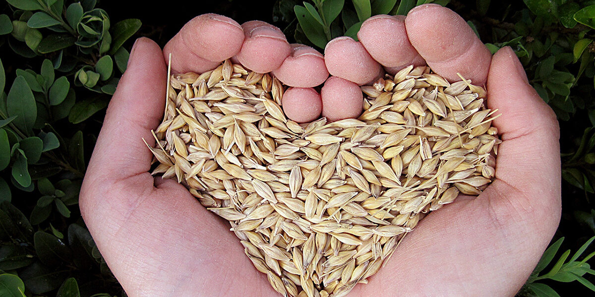 Två händer formar ett hjärta och håller en hög ljusgula sädeskorn. Händerna är tätt ihopkupade och fyller bildens mitt, med mörkgröna blad i bakgrunden som ger en naturlig, lantlig känsla.