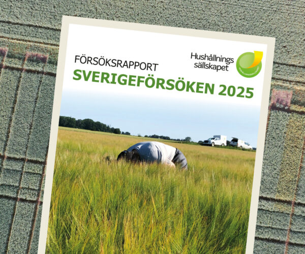 Omslag till rapport lutar över ett fältförsök och visar en person som böjer sig i högt gräs med bilar i bakgrunden. Text: ”FÖRSÖKSRAPPORT SVERIGEFÖRSÖKEN 2025”, ”Hushållningssällskapet”.