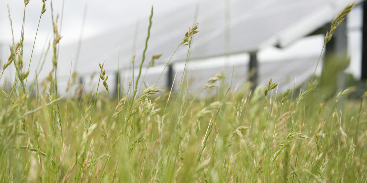 Högt gräs och ax vajar i vinden i förgrunden, fotograferat lågt nära marken. I bakgrunden syns suddiga rader av solpaneler på ställningar, vilket ger en lantlig energiparkmiljö.