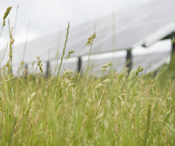Närbild av vildvuxet gräs med oskarpa solpaneler i bakgrunden. Bilden förmedlar en känsla av hållbarhet och förnybar energi, där naturen och teknologi samexisterar.