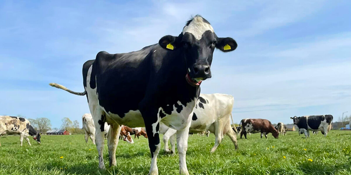 Svartvit ko med gula öronlappar står och tuggar gräs i en grön hage, sedd från låg vinkel. Flera andra kor betar i bakgrunden under blå himmel med tunna moln.