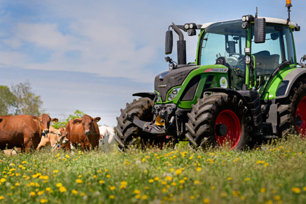 Grön traktor som står parkerad i en blommande äng med gula maskrosor. Flera kor ligger och vilar intill i gräset, medan traktorns stora hjul och hytt dominerar motivet under klar himmel.