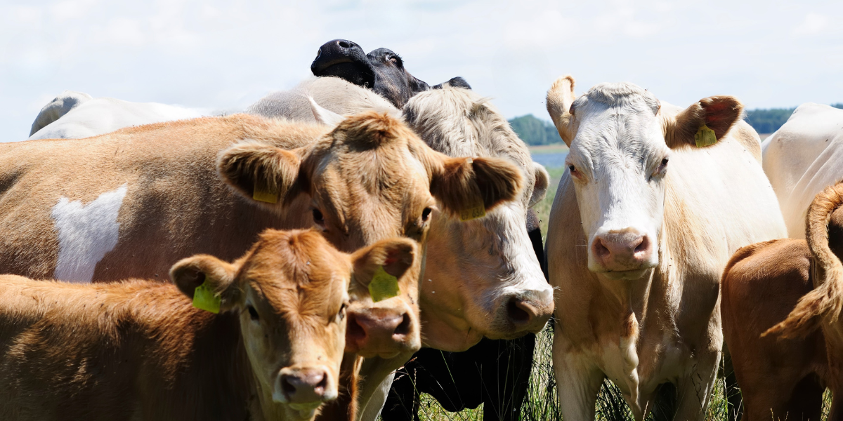 En grupp kor och kalvar står tätt tillsammans och tittar mot kameran i en solig hage. Djuren är bruna, vita och svarta, flera med öronmärken, med gräs och himmel i bakgrunden.