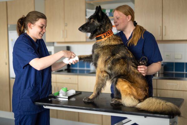 Två djurvårdare i blå arbetskläder undersöker en schäferliknande hund på ett undersökningsbord; den ena lindar hundens tass med bandage medan den andra håller den lugn. Hunden bär orange halsband med texten “TASS!”.