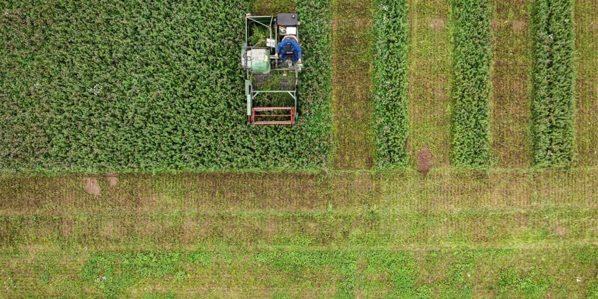 Skördetröska kör mellan täta rader av gröna grödor och skördar ett försöksfält, fotograferat rakt uppifrån. Maskinen skapar en tydlig skördad korridor, medan parallella remsor av olika växttäthet syns runtom.