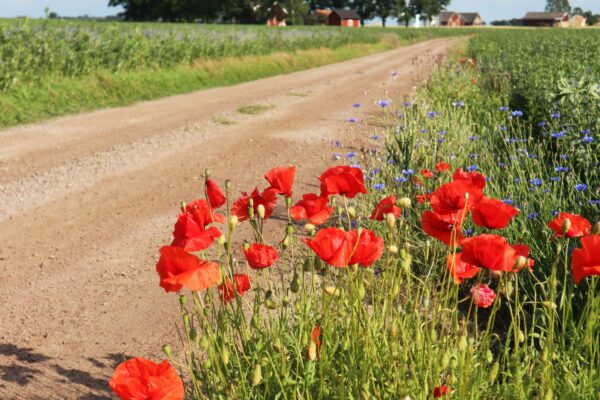 Röda vallmoblommor blommar i vägkanten och lutar lätt i vinden, bredvid en grusväg som slingrar genom gröna åkrar. I fjärran syns röda gårdsbyggnader och träd under blå himmel med moln.