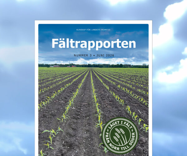 Omslag för tidningen ”Fältrapporten” visar raka rader av unga grödor som växer i ett nyplöjt fält mot en mörk, molnig himmel. Text: ”KUNSKAP FÖR LANDETS FRAMTID”, ”NUMMER 3 • JUNI 2026”, sigill ”LÄGET I FÄLT FRÅN NORR TILL SÖDER”.
