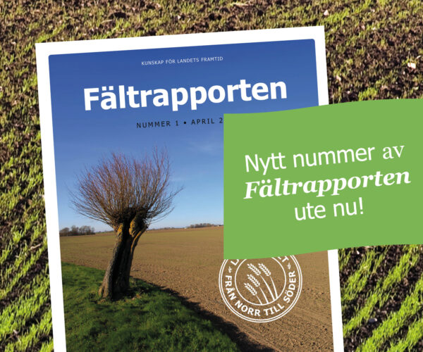 Omslag till rapporten ”Fältrapporten” ligger på ett fält, med foto av ensamt träd vid åkermark. Grön ruta: ”Nytt nummer av Fältrapporten ute nu!”.