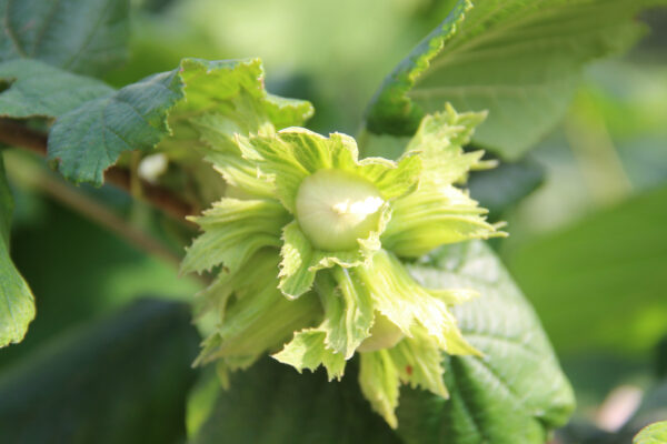 En hasselnöt växer på en hasselbuske.