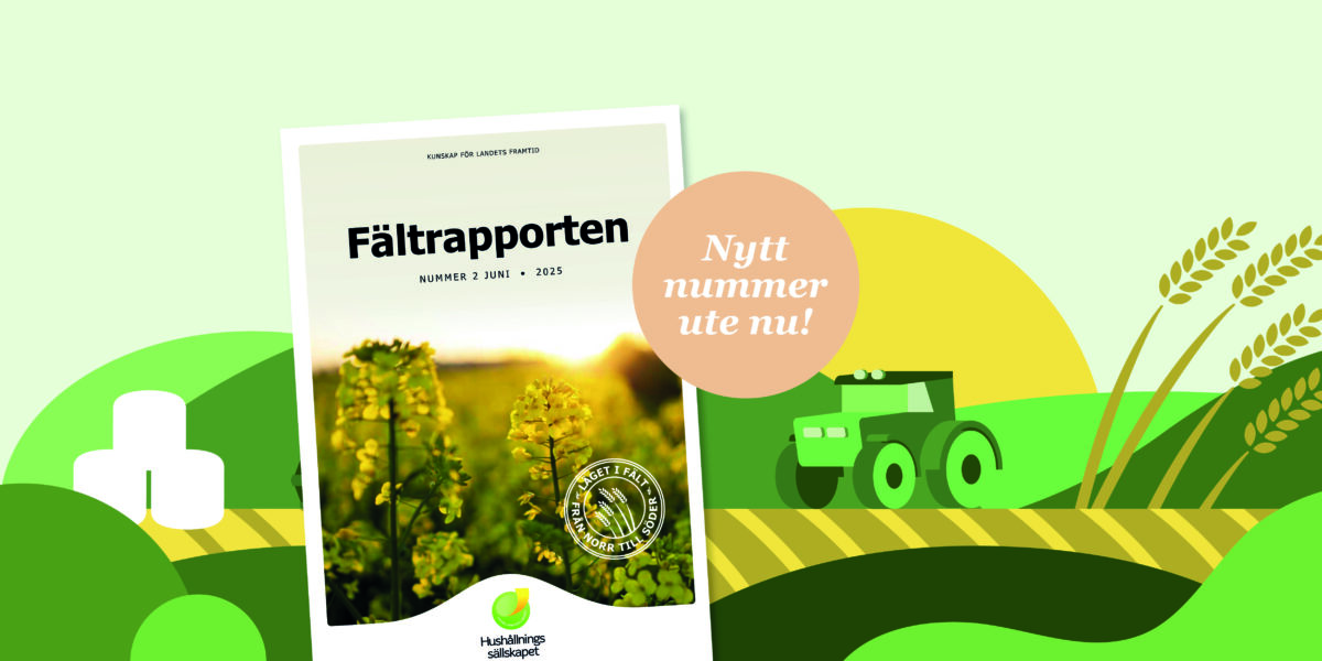 Omslaget till tidningen “Fältrapporten” (Nummer 2 juni 2025) visas mot ett illustrerat jordbrukslandskap med traktor och ax. Text i cirkel: “Nytt nummer ute nu!”. Foto på gula blommor och stämpel “Läget i fält från norr till söder”.