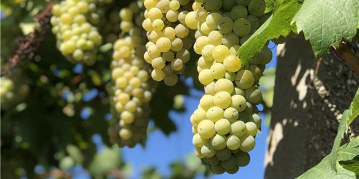 Flera klasar ljusgröna vindruvor hänger tätt från en vinranka, delvis skuggade av stora blad. Solen lyser på de mogna druvorna medan bakgrunden är suddig med blå himmel och mer grönska.