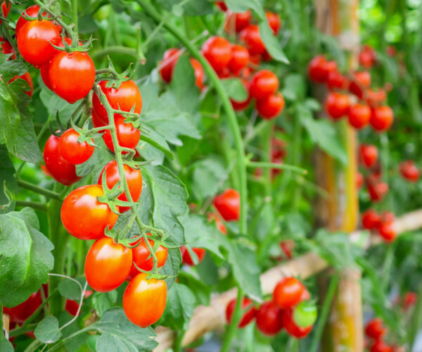 Klasar av mogna, röda körsbärstomater hänger på tomatplantans gröna rankor och blad. I bakgrunden syns fler tomater och växtstöd i oskärpa, som i ett växthus eller odlingsbädd.