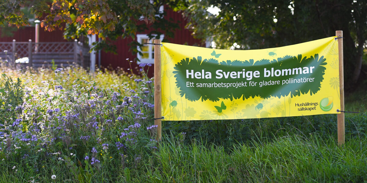 Gul banderoll uppspänd mellan två stolpar vid en blommande äng intill ett rött hus. Text: ”Hela Sverige blommar. Ett samarbetsprojekt för gladare pollinatörer” samt ”Hushållningssällskapet” med logotyp.